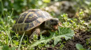 Que mange la tortue : les conseils pour bien la nourrir Tortue terrestre marron et jaune, la bouche ouverte, mordant une grande feuille verte. Elle est sur un sol herbeux et terreux.