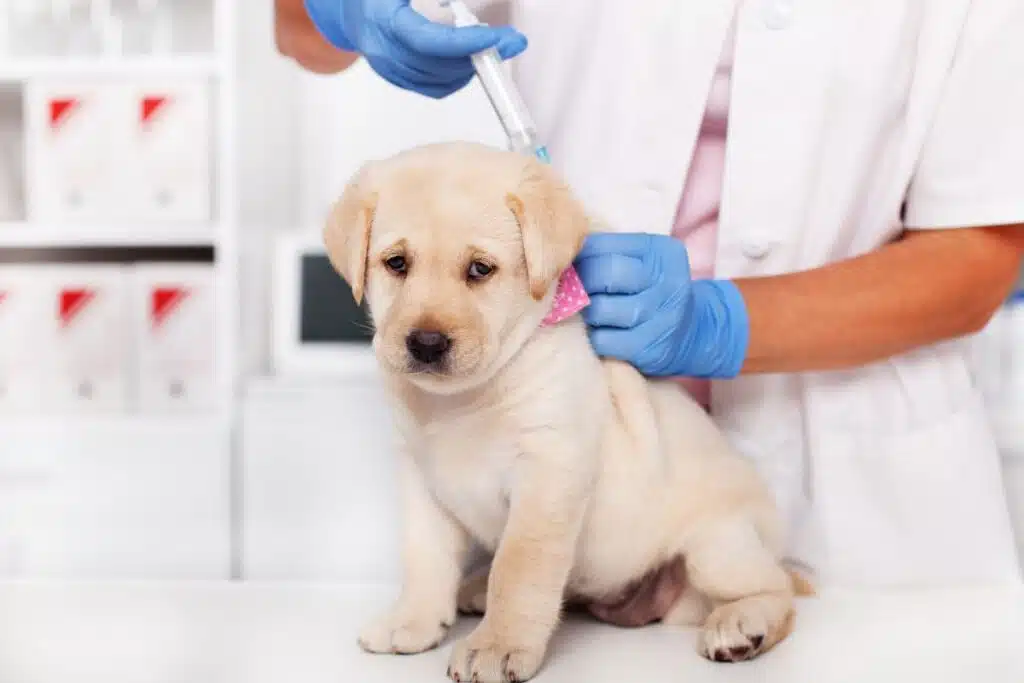 Quels vaccins sont obligatoires pour un chien en 2026