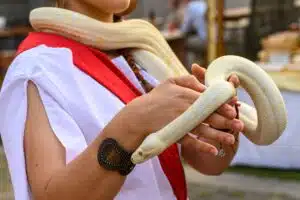 Serpent domestique lequel choisir pour débuter