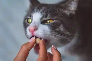 Vermifuge chat guide complet 2026 (quand, combien, prix, ordonnance)