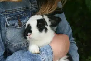 binky flop shinning et toilettage, thump, grincement des dents du lapin