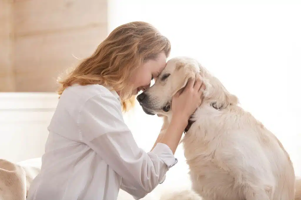 Castration chien
