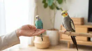 Quelle perruche choisir pour débutant dans un foyer chaleureux avec oiseaux colorés