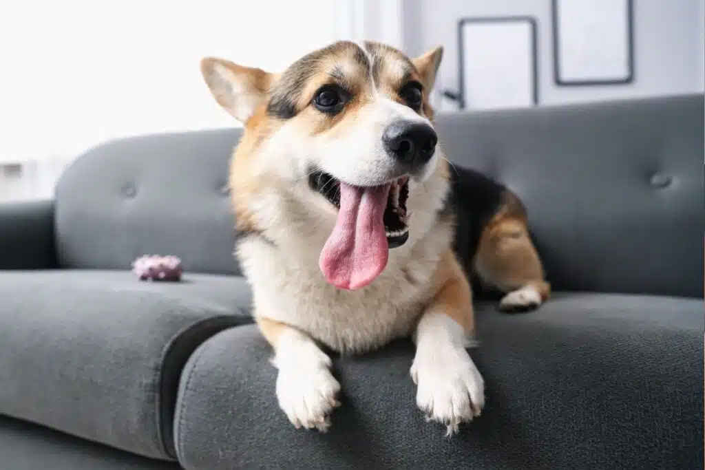 vermifuger son chien, parasites , prix des vermifuges naturels