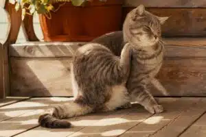Chat qui se gratte derrière l'oreille, signe possible d'infestation par les puces