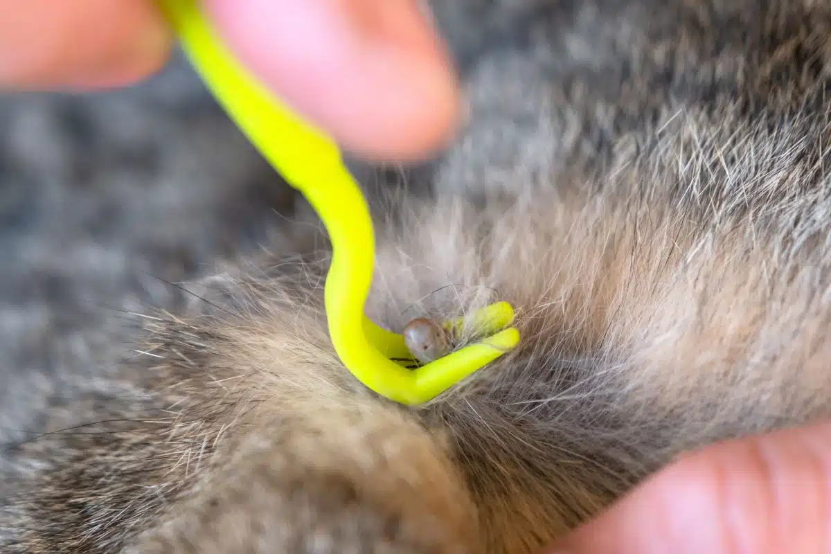 Gros plan sur un tire-tique vert glissé sous une tique fixée dans le pelage d'un chat, prêt pour la rotation
