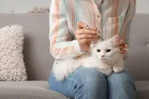 Une propriétaire inspecte délicatement le pelage de son chat blanc à la recherche d'une tique, dans un salon cosy