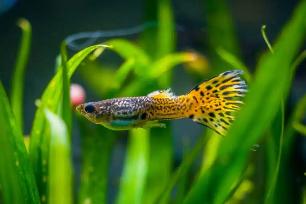 poisson guppy qui nage dans un aquarium