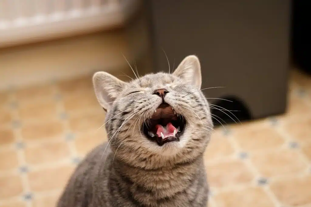 Pourquoi mon chat miaule, chat domestique en train de miauler pour communiquer avec son propriétaire
