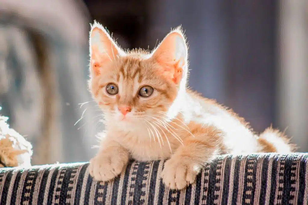 Quand vermifuger un chaton, chaton tenu par un vétérinaire pour sa première dose
