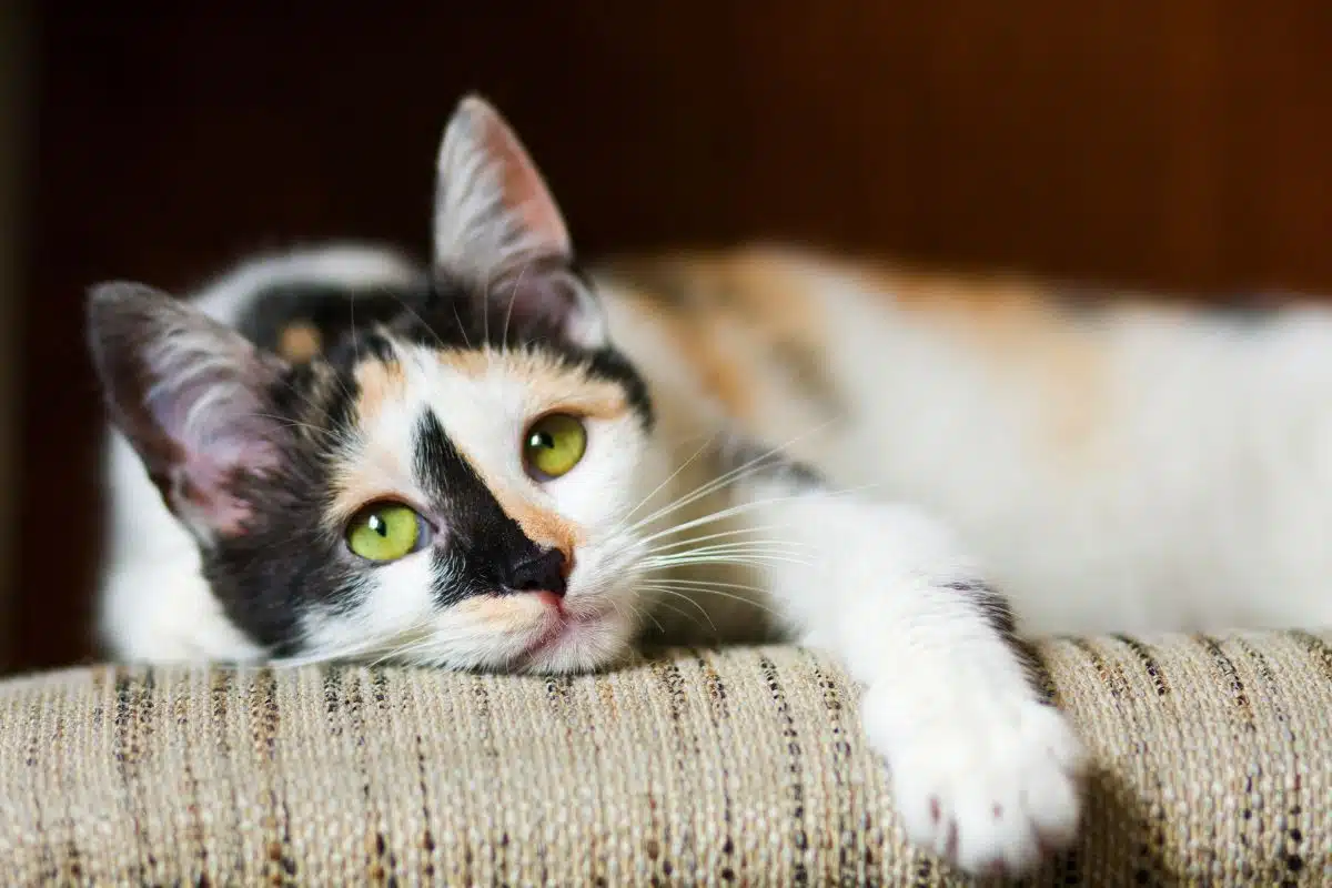 Quand vermifuger un chaton, jeune chat recevant une dose de vermifuge en pâte orale