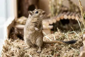 Gerbille de Mongolie au pelage brun agouti dressée sur ses pattes arrière sur un substrat épais