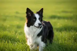 Border Collie noir et blanc adulte au regard concentré dans une prairie verte
