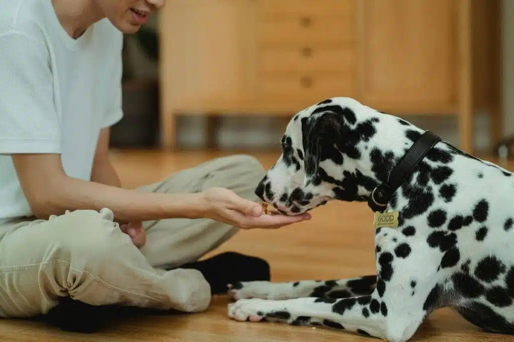 Prix de la castration d'un chien : un maître donne une friandise à son chien dalmatien à la maison