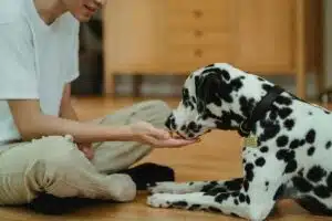 Prix de la castration d'un chien : un maître donne une friandise à son chien dalmatien à la maison