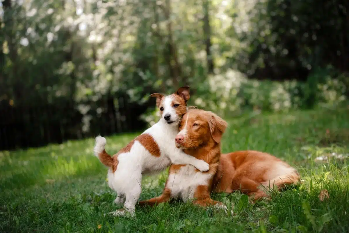 Castration du chien selon sa taille Deux chiens de tailles différentes jouant dans l'herbe, l'un petit et l'autre plus grand