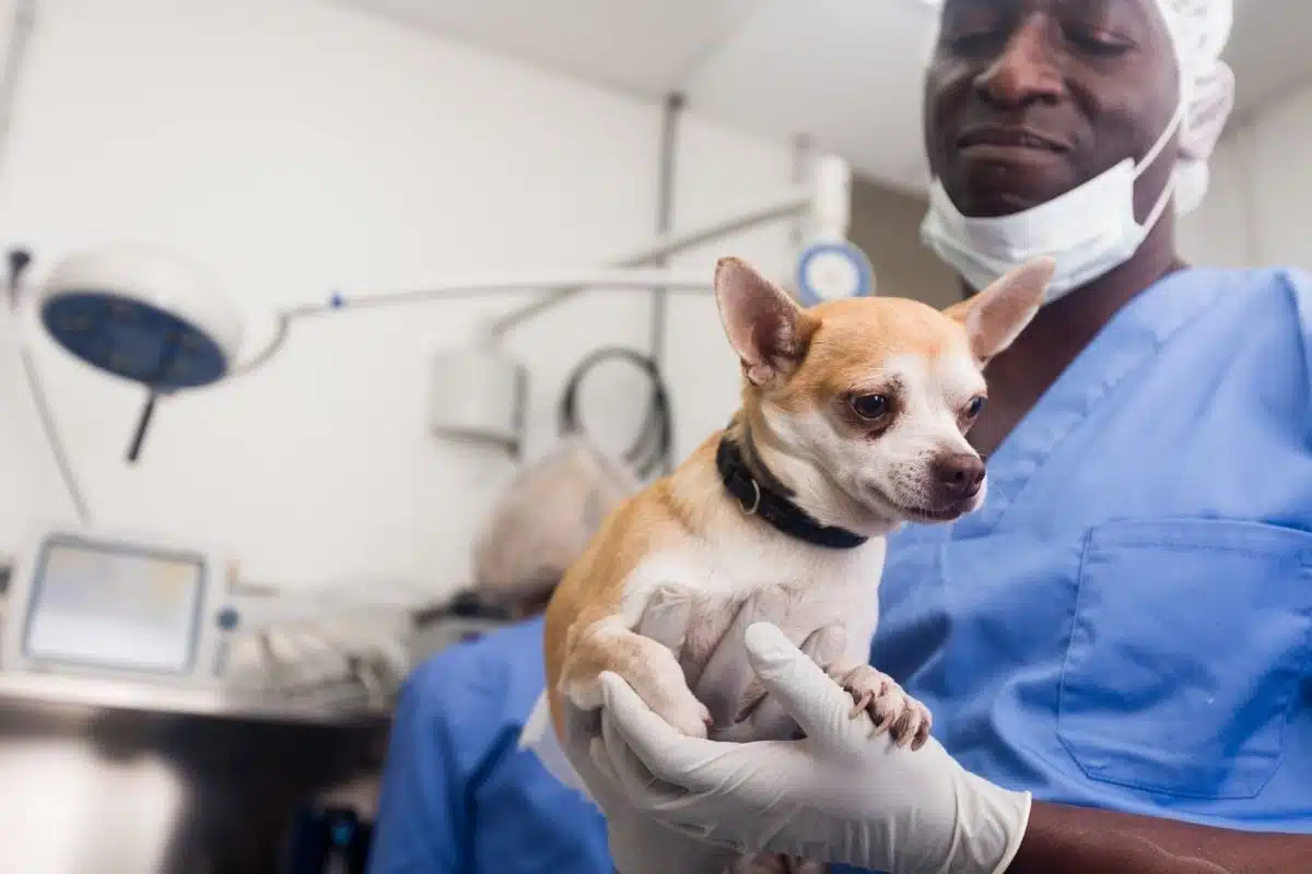 Castration chirurgicale chez le vétérinaire Vétérinaire en tenue de bloc tenant un petit chien dans une clinique vétérinaire