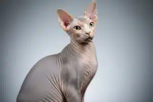 Chat sans poil sphynx adulte a la peau plissee, grandes oreilles et regard expressif