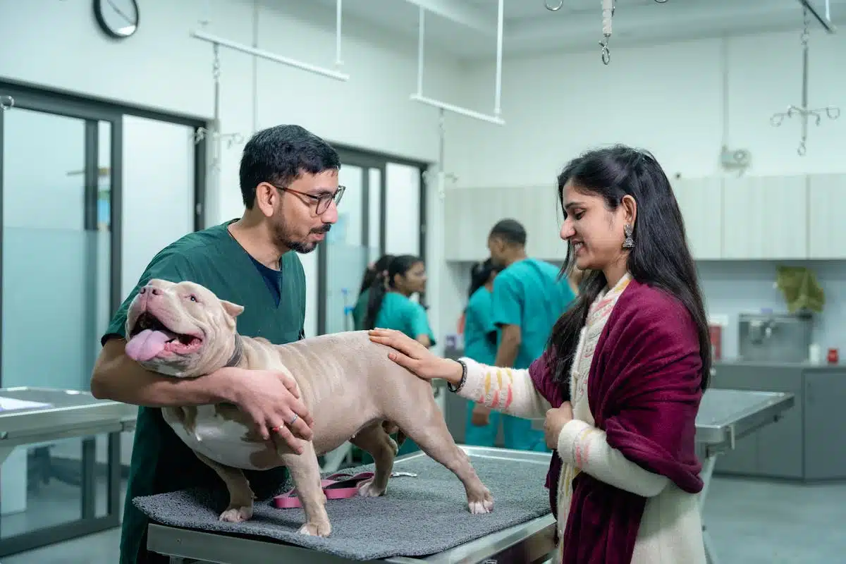 Visite vétérinaire annuelle du chien Propriétaire et vétérinaire pendant la visite de santé annuelle d'un chien