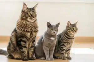 Race de chat : un Maine Coon, un Chartreux et un chat européen tigré assis côte à côte