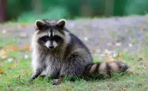 Raton laveur sauvage assis dans l'herbe, espèce qui ne peut pas être un animal de compagnie en France