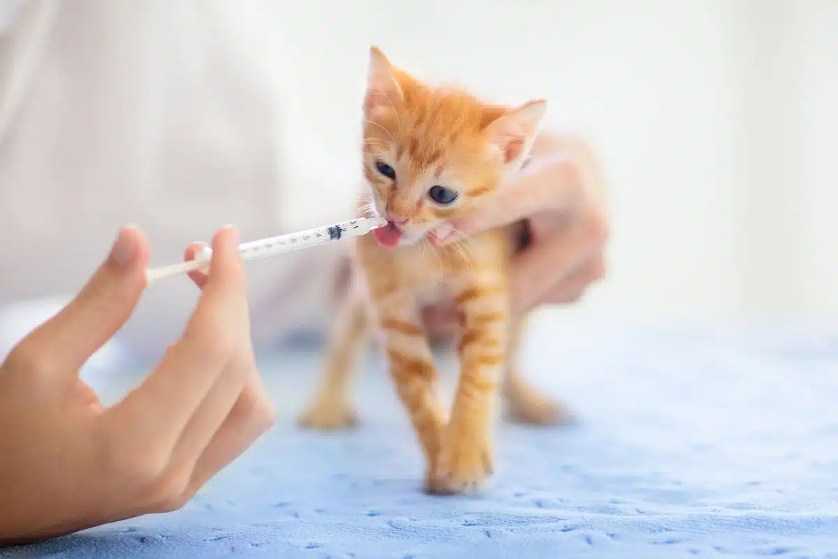 Chaton roux recevant un soin lors de sa primovaccination chez le vétérinaire