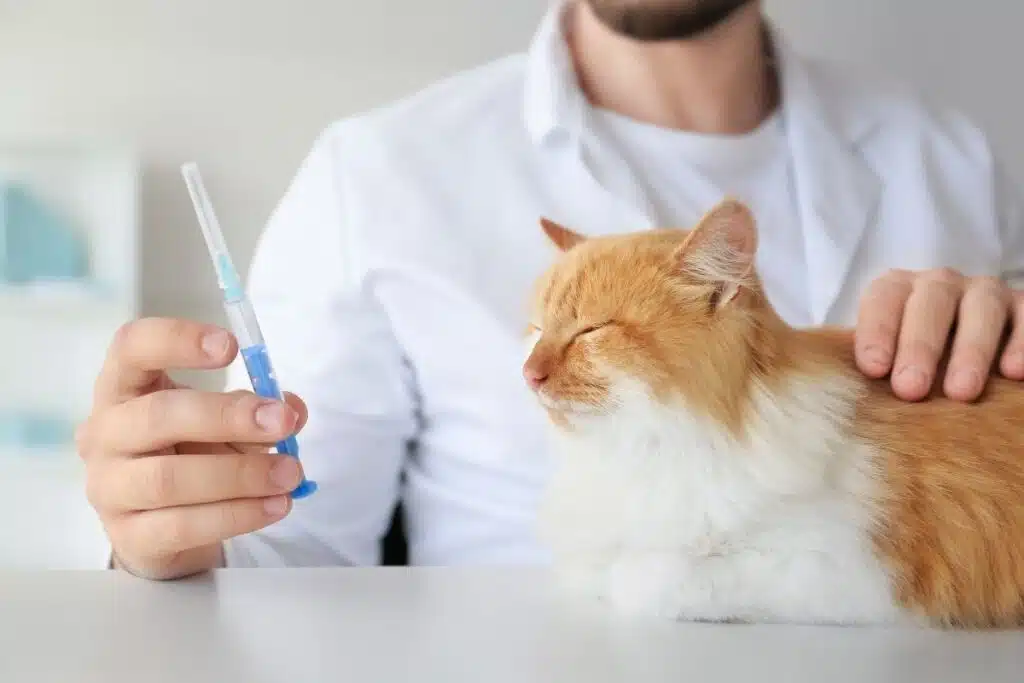 Vaccins chat 2026 : vétérinaire préparant une seringue à côté d'un chat roux calme