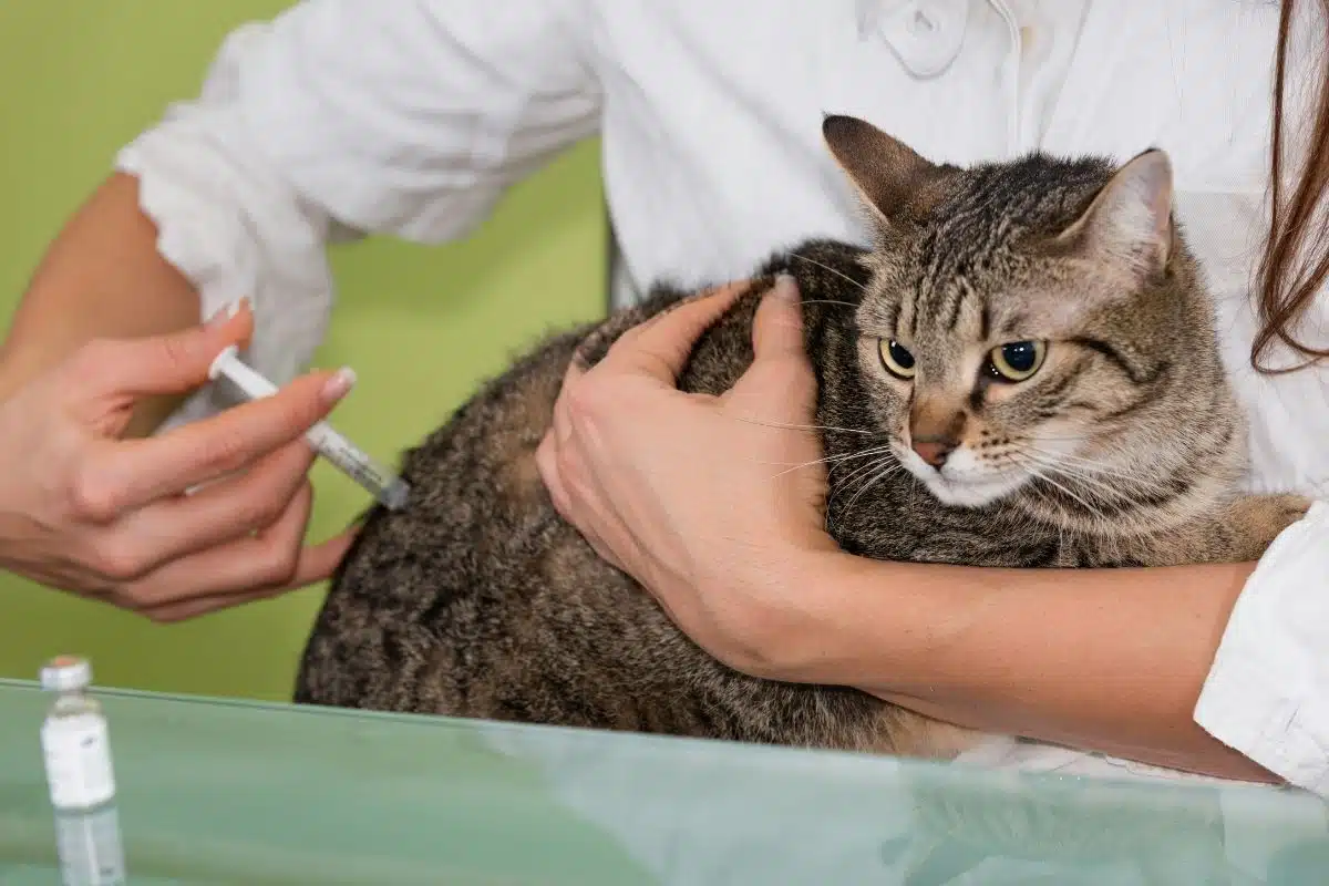 Vétérinaire injectant un vaccin à un chat tigré, flacon de vaccin posé sur la table