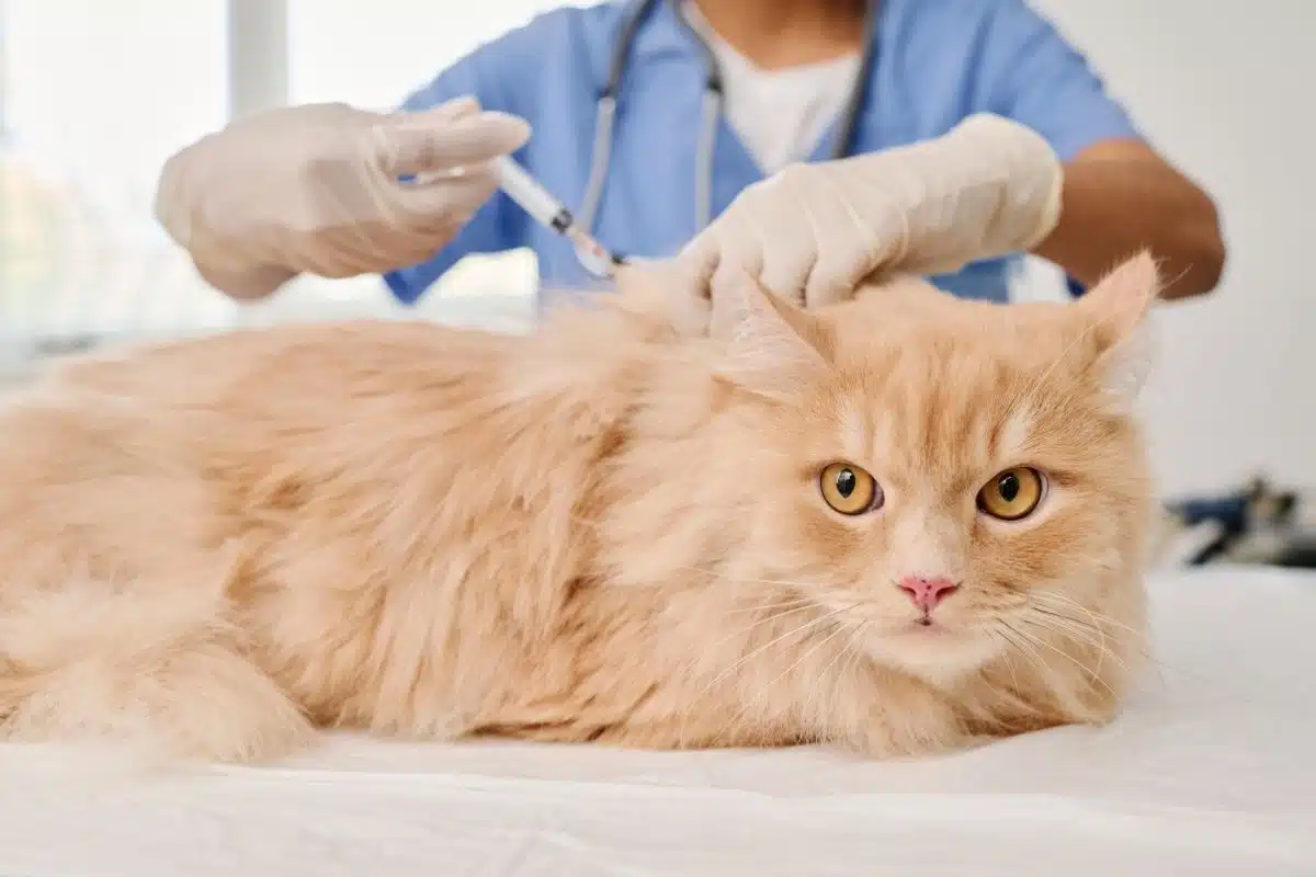 Vétérinaire en gants vaccinant un chat roux à poils longs sur la table de consultation