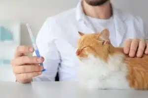 Vaccins chat 2026 : vétérinaire préparant une seringue à côté d'un chat roux calme