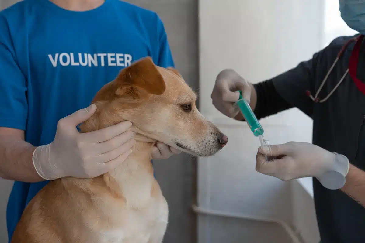 Rappel de vaccin du chien réalisé par un vétérinaire Vétérinaire administrant un rappel de vaccin à un chien lors d'une consultation
