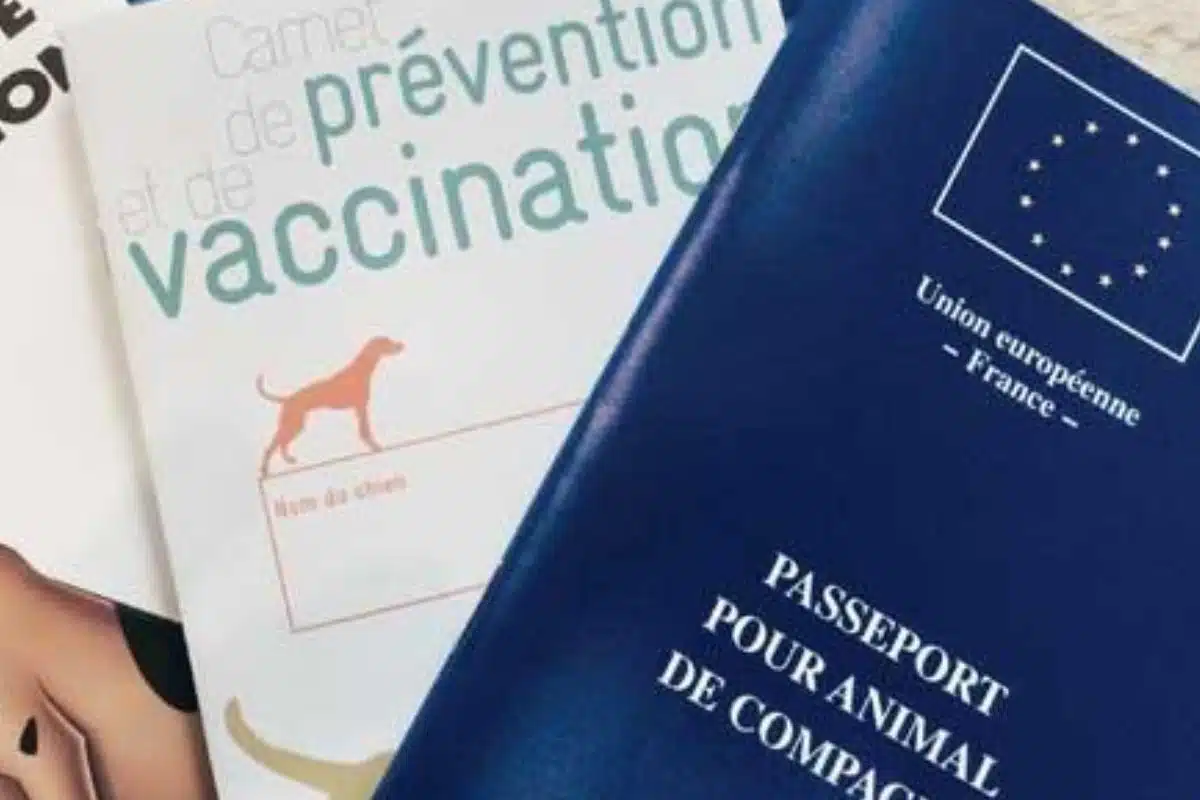 Carnet de vaccination pour chien Carnet de vaccination d'un chien ouvert