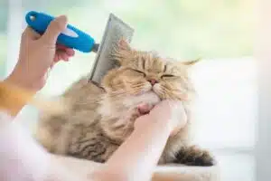 Brossage d'un chat à la maison