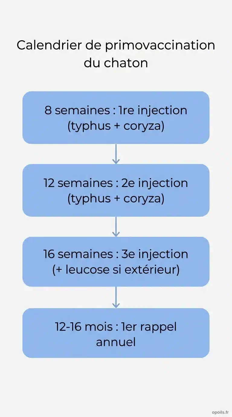 Calendrier de primovaccination du chaton : 8, 12 et 16 semaines Infographie du calendrier de primovaccination du chaton en 4 étapes de 8 semaines à 16 mois