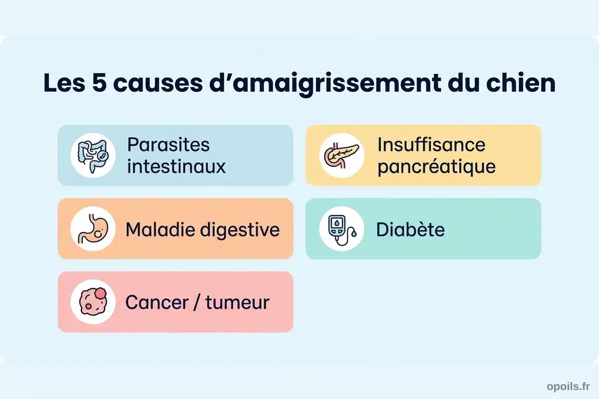 Les 5 causes d'amaigrissement du chien Infographie présentant les 5 principales causes d'amaigrissement chez le chien