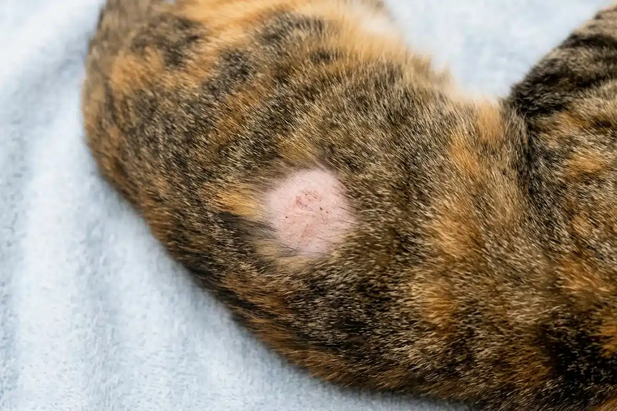 Zone de perte de poils par plaques sur le flanc d'un chat Vue de dessus du flanc d'un chat présentant une plaque alopécique, peau visible sans poils