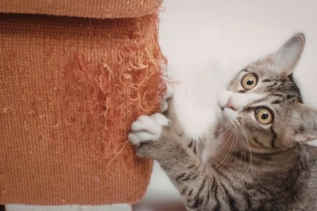 Chat qui griffe un canapé