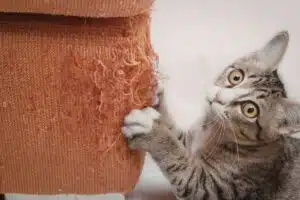 Chat qui griffe un canapé