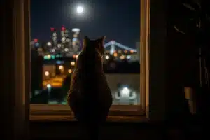 Chat allongé sur un rebord de fenêtre la nuit, regardant l'extérieur éclairé par la lune