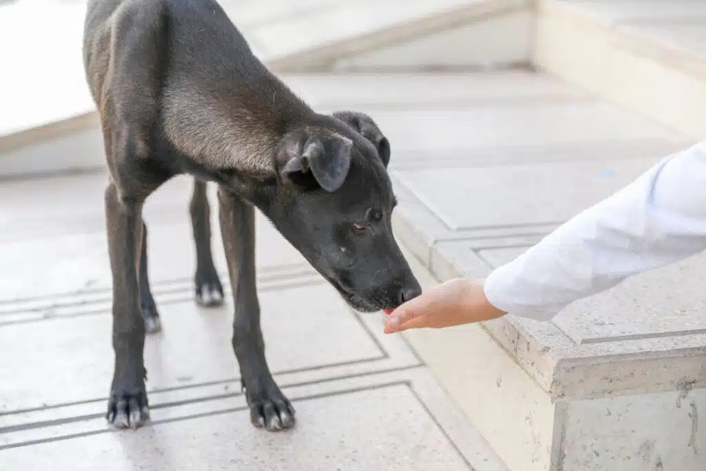 Chien amaigri illustrant une perte de poids