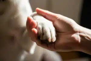Coussinet de chien abîmé tenu délicatement dans une main avant application d’un baume