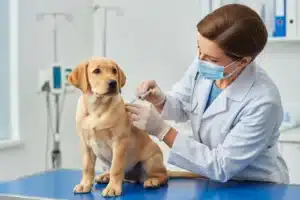 Vétérinaire en blouse blanche réalisant la primovaccination d'un chiot labrador doré sur une table d'examen bleue