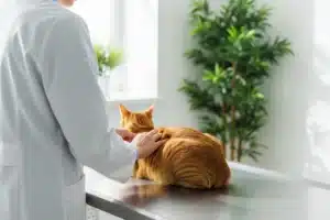 Chat roux examiné par un vétérinaire avant une castration, clinique vétérinaire moderne