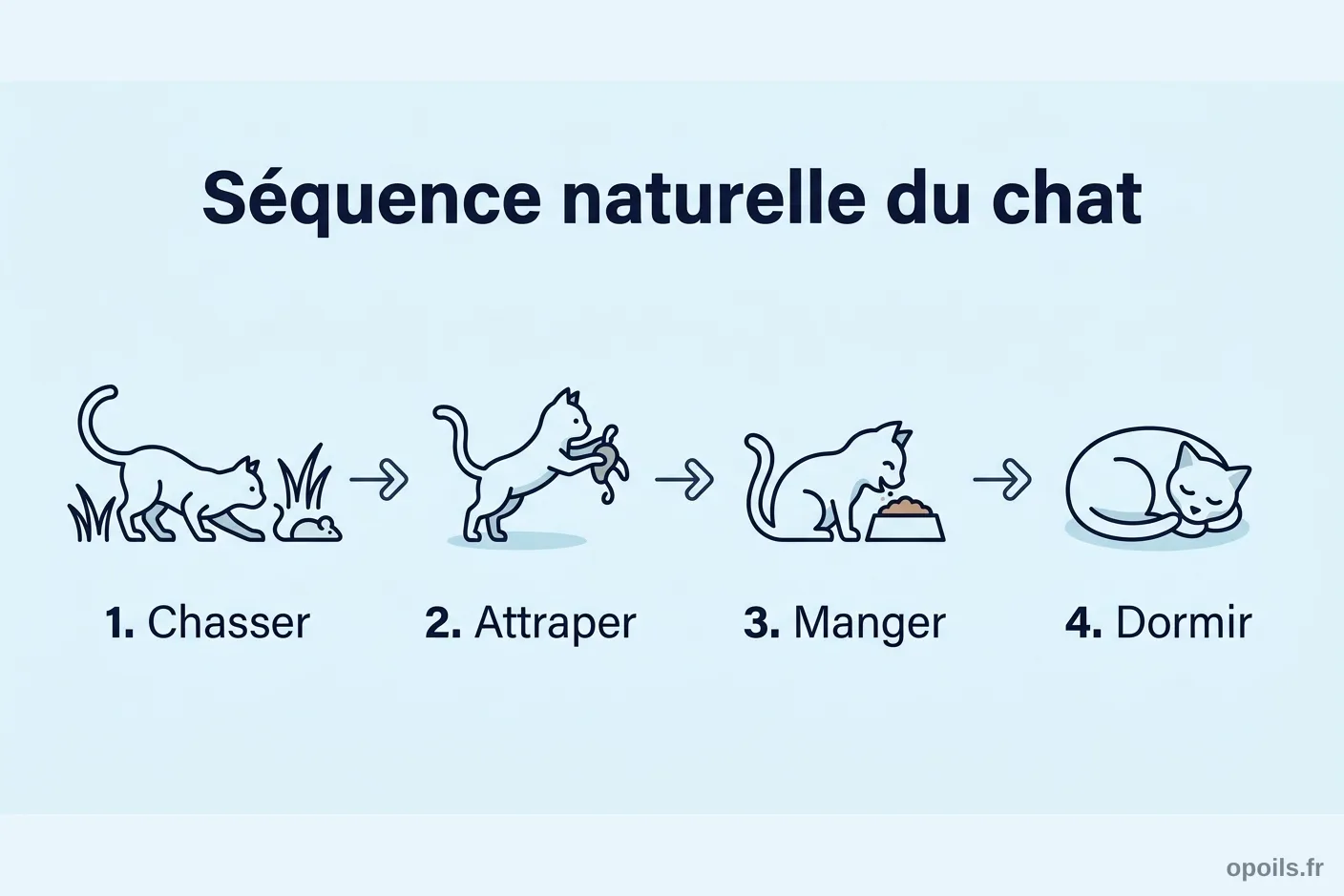 Séquence naturelle du chat : chasser, attraper, manger, dormir Infographie montrant la séquence naturelle du chat en 4 étapes : chasser, attraper, manger, dormir