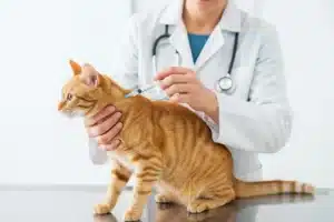 Vétérinaire préparant l'injection du vaccin chlamydiose sur un chat roux en consultation