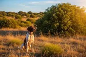 Chien epagneul breton assis dans la garrigue provencale, vaccin leishmaniose chien recommande dans le Sud
