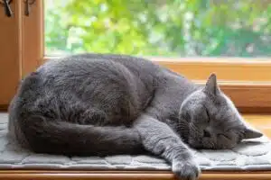 Chat endormi paisiblement à la maison