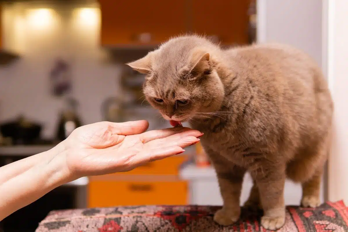 Gros plan sur un chat qui lèche, langue rugueuse aux papilles kératinisées