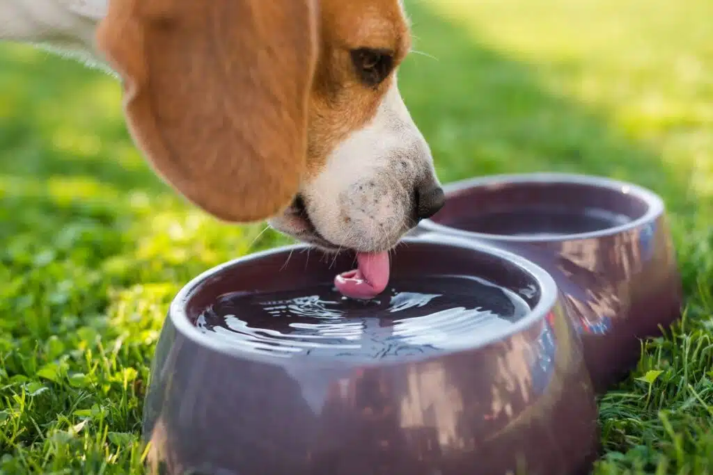 Chien buvant de l'eau dans sa gamelle