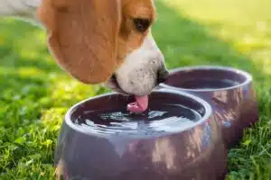 Chien buvant de l'eau dans sa gamelle